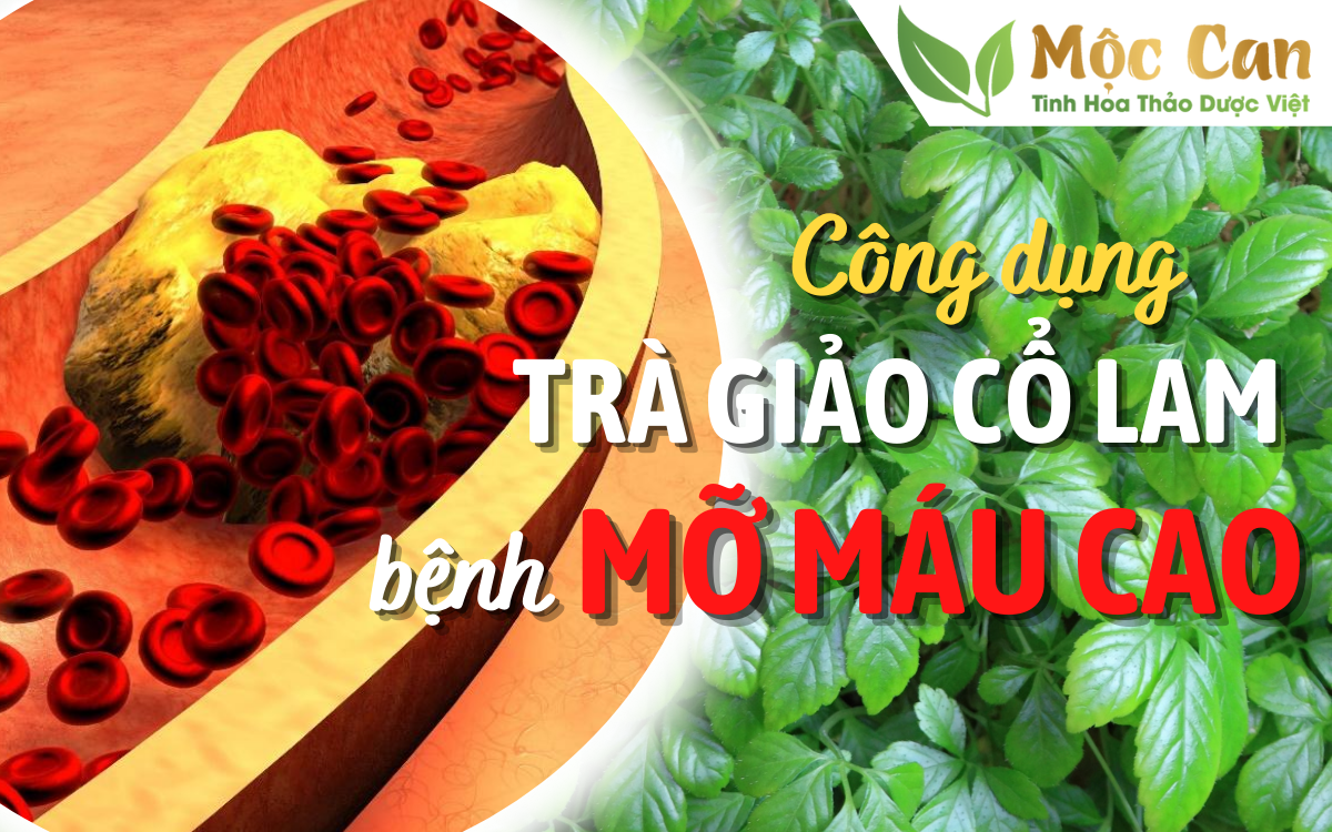 Công dụng của trà giảo cổ lam với bệnh mỡ máu cao 1